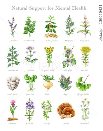 Mental health support medicinal herbs and mushrooms watercolor illustration set. Hand drawn medicinal plants, mushrooms for mental healing on white background. Vintage style botanical collection Mental health support medicinal herbs and mushrooms watercolor illustration set. Hand drawn medicinal plants, mushrooms for mental healing on white background. Vintage style botanical collection 136950421