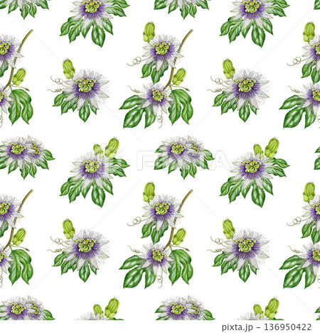 Passiflora plant with flowers, leaves seamless pattern decor. Hand drawn passion flower plant vintage style watercolor botanical illustration. Passiflora vine seamless pattern on white background 136950422