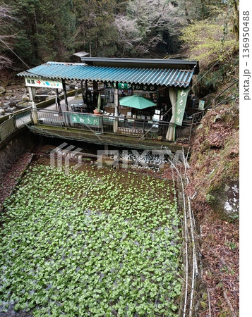浄蓮の滝の脇にあるわさび畑 浄蓮の滝の脇にあるわさび畑 136950488