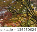 秋の色に染まる 136950624
