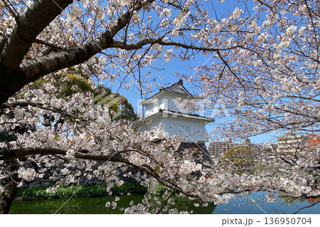 大分府内城址と満開の桜 136950704