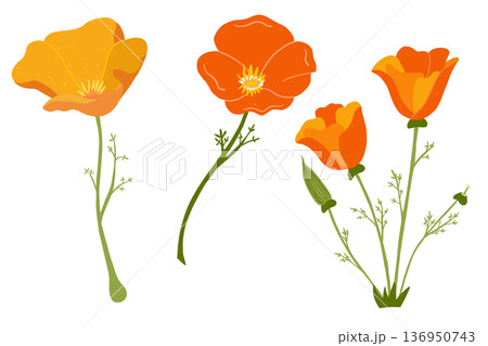 California poppy flower set with botanical details in warm golden tones California poppy flower set with botanical details in warm golden tones 136950743