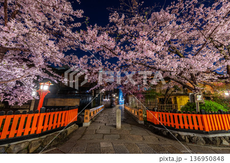京都　祇園白川　巽橋の桜 136950848