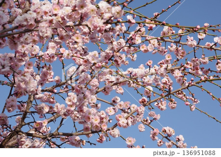 青空に映え梅の花 136951088