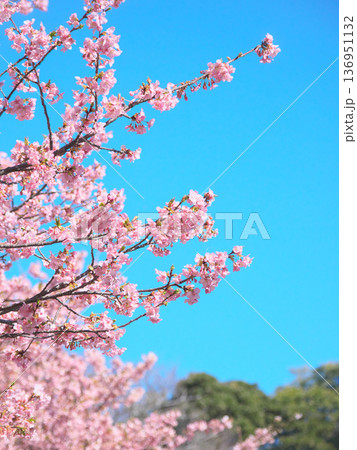 青空に映えて鮮やかに咲く満開の河津桜 自然風景(2026年2月) 青空に映えて鮮やかに咲く満開の河津桜 自然風景(2026年2月) 136951132