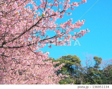 青空に映えて鮮やかに咲く満開の河津桜　 自然風景（2026年2月） 136951134