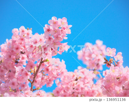 青空に映えて鮮やかに咲く満開の河津桜 自然風景(2026年2月) 青空に映えて鮮やかに咲く満開の河津桜 自然風景(2026年2月) 136951136