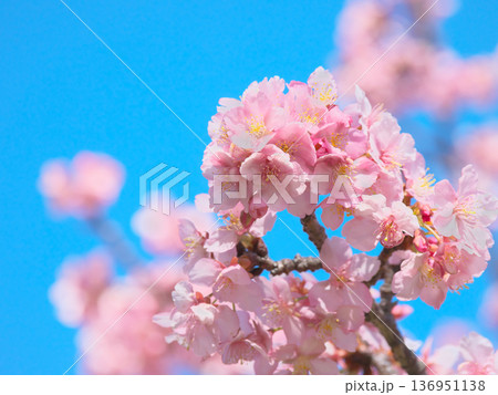 青空に映えて鮮やかに咲く満開の河津桜　 自然風景（2026年2月） 136951138