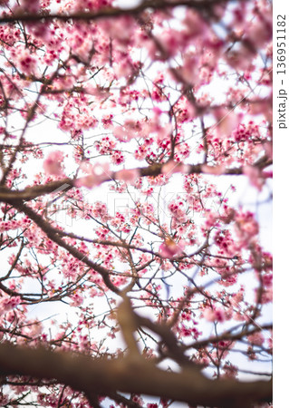 台湾 台北 台北市 136951182