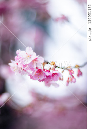 台湾 台北 台北市 136951186