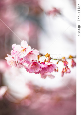 台湾 台北 台北市 136951187