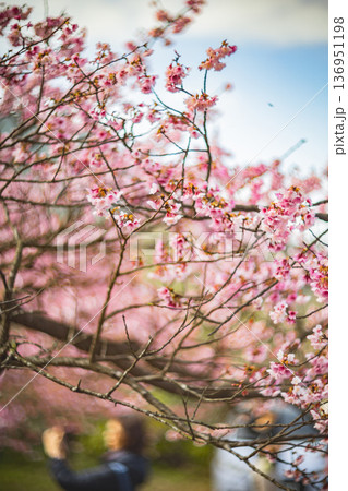 台湾 台北 台北市 136951198