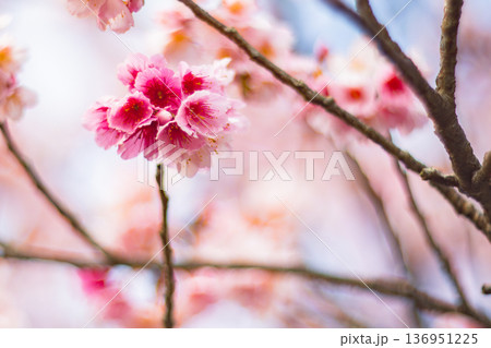 台湾 台北 台北市 136951225