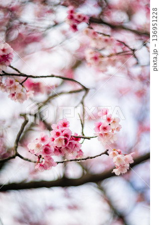 台湾 台北 台北市 136951228