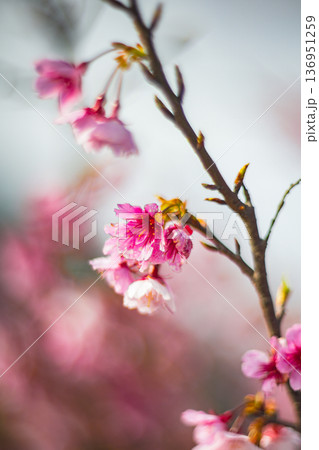 台湾 台北 台北市 136951259