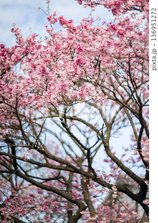 台湾 台北 台北市 136951272