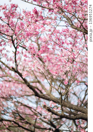 台湾 台北 台北市 136951274