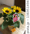 母の日プレゼントのひまわりの鉢植え 136951494