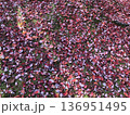 紅葉した落ち葉の絨毯 136951495