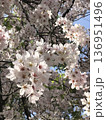 春の陽射しを浴びる満開の桜 136951496