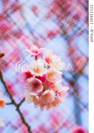 台湾 台北 台北市 136951522