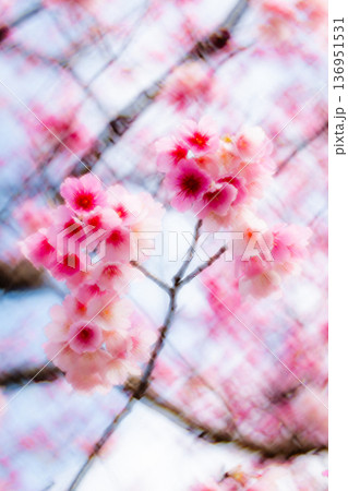 台湾 台北 台北市 136951531