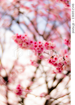 台湾 台北 台北市 136951546