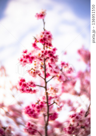 台湾 台北 台北市 136951550