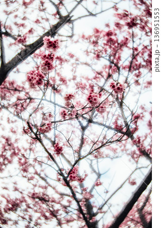 台湾 台北 台北市 136951553