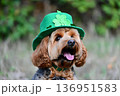 Cute Dog Wear Green Festive Hat with Shamrock Outdoor 136951583