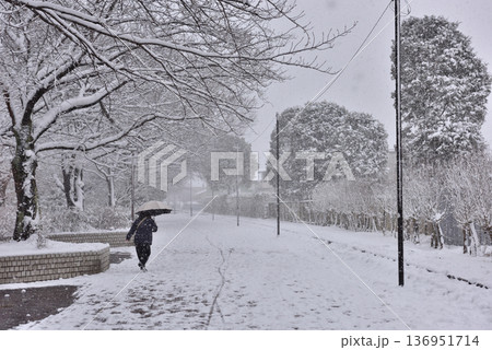 雪が積もって静まりかえる寒川一之宮公園緑道 136951714