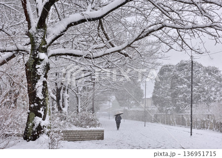 雪が積もって静まりかえる寒川一之宮公園緑道 136951715