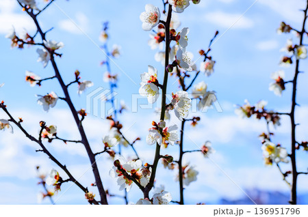 青空と白い梅の花 爽やかな良い香りがします 青空と白い梅の花 爽やかな良い香りがします 136951796