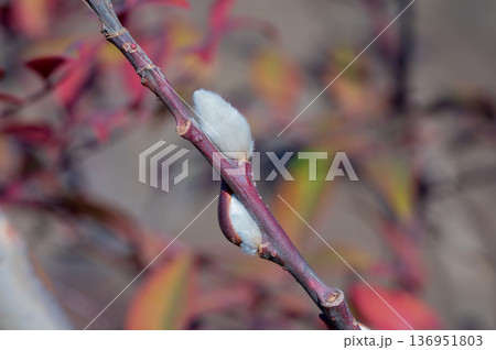 フサフサして猫の尻尾のようなネコヤナギの花穂 136951803