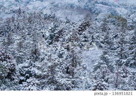 雪化粧の森 136951821