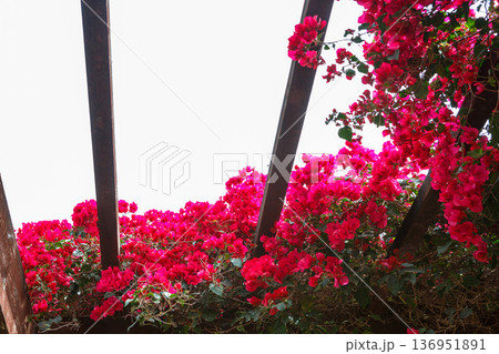 Spain, Valencia, pink bright bushes of bougainvillea flowers 136951891