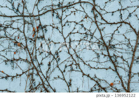 Abstract texture of dried creeper branches with small berries on a light blue wall. Minimalist nature background with intricate branch patterns. Ideal for organic design, covers, and artistic decor. Abstract texture of dried creeper branches with small berries on a light blue wall. Minimalist nature background with intricate branch patterns. Ideal for organic design, covers, and artistic decor. 136952122