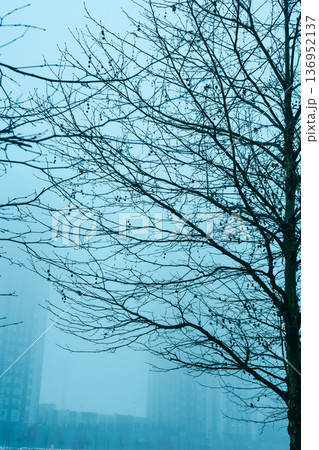 A serene moody minimalist winter landscape featuring bare tree branches against a dense morning fog in an urban setting. This atmospheric city nature. A serene moody minimalist winter landscape featuring bare tree branches against a dense morning fog in an urban setting. This atmospheric city nature. 136952137