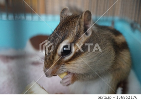 餌を食べるシマリス 餌を食べるシマリス 136952176