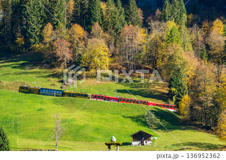 秋の森に囲まれた緑の斜面を走るヴェンゲルンアルプ鉄道の列車。ヴェンゲン、ベルン州、スイス 秋の森に囲まれた緑の斜面を走るヴェンゲルンアルプ鉄道の列車。ヴェンゲン、ベルン州、スイス 136952362