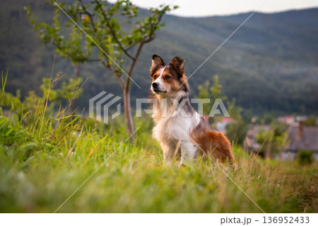 Alert Shepherd Dog Sitting in Green Meadow with Mountain Background 136952433