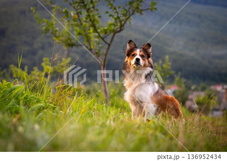 Alert Shepherd Dog Sitting in Green Meadow with Mountain Background 136952434