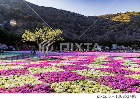山梨県　富士芝桜まつり 136952499