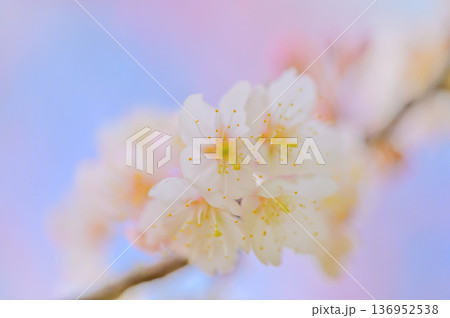 ふんわり咲く桜のクローズアップ 春の背景素材 136952538