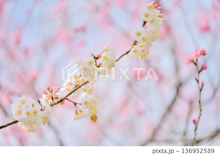春を感じる桜の枝とコピースペース 春を感じる桜の枝とコピースペース 136952589