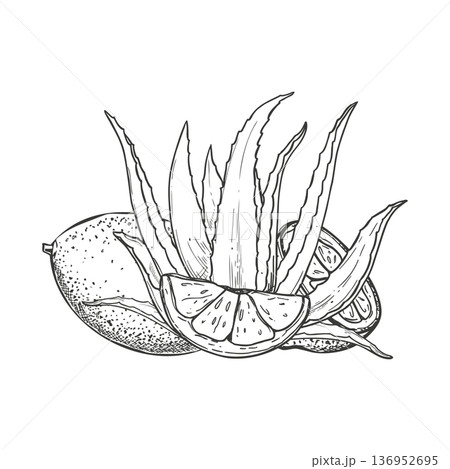 Aloe plant, lemon fruit monochrome black and white vector illustration. Healthy juicy aloe vera leaves and citrus fruit ingredients for natural cosmetics packaging, herbal medicine, drink decor Aloe plant, lemon fruit monochrome black and white vector illustration. Healthy juicy aloe vera leaves and citrus fruit ingredients for natural cosmetics packaging, herbal medicine, drink decor 136952695