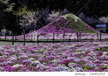 山梨県 富士芝桜まつり 山梨県 富士芝桜まつり 136952707