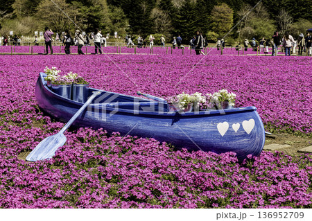 山梨県 富士芝桜まつり 山梨県 富士芝桜まつり 136952709