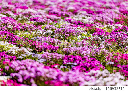 山梨県　富士芝桜まつり 136952712