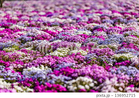 山梨県　富士芝桜まつり 136952715